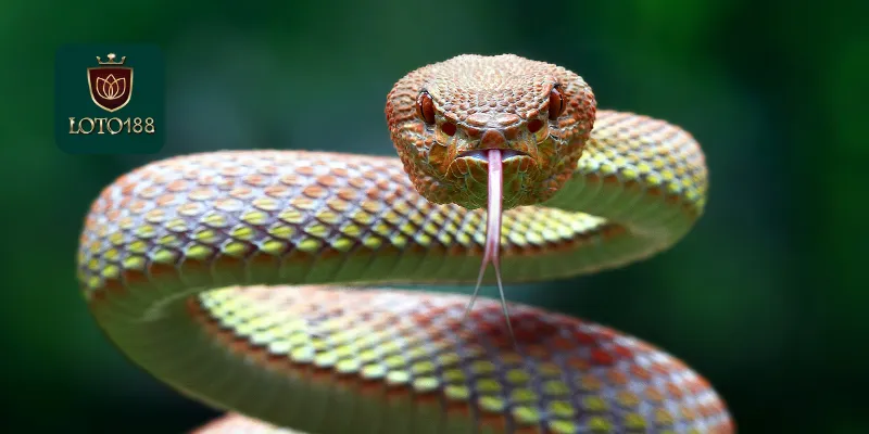 Nằm Mơ Thấy Rắn Là Điềm Gì? Phân Tích Những Thú Vị 2 Những kiểu giấc mơ thấy rắn và ý nghĩa của chúng