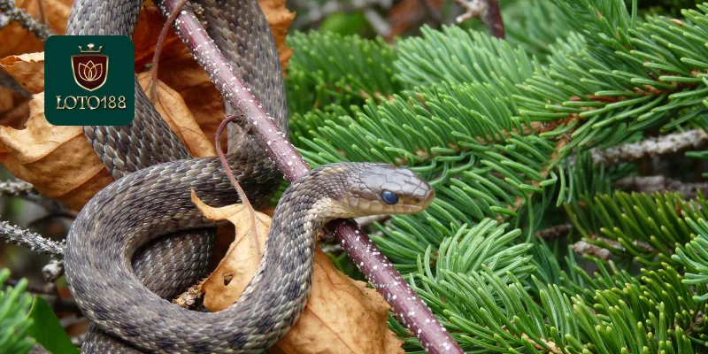 Nằm Mơ Thấy Rắn Là Điềm Gì? Phân Tích Những Thú Vị 3 Cách giải mã giấc mơ thấy rắn theo ngữ cảnh cá nhân